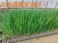 1000本　●玉ねぎ　苗　【北海道道東】　即購入OK 2026年最新】玉ねぎ苗北海道の人気アイテム - メルカリ