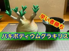 2026年最新】コーデックス フィギュアの人気アイテム - メルカリ