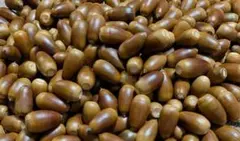 どんぐり 約200個