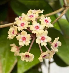 user_2916a88b様 リクエスト 2点 まとめ商品