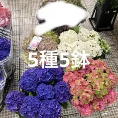 アジサイ 5種5鉢 アソート 品質抜群 お買い得ですのサムネイル