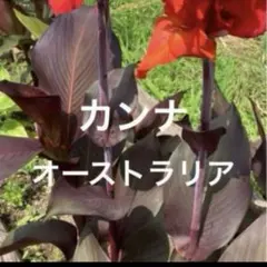 池の袋様 リクエスト 3点 まとめ商品