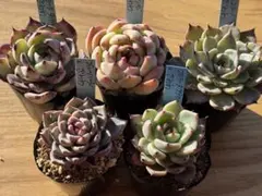 ことりいな様 リクエスト 2点 まとめ商品