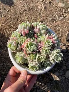 青色妖姫/Echeveria Blue Enchantress 錦　激レア 青色妖姫/Echeveria Blue Enchantress 錦 激レア - メルカリ