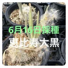 パキポディウム 恵比寿大黒 種子 自家繁殖 新鮮 10粒 - メルカリ