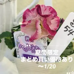 ベル様 リクエスト 2点 まとめ商品