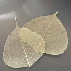 Item thumbnail for item e5f4da3d-463a-4b3b-a3fe-f76fe16acbad