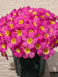 【8球】オキザリス obtusa Fluorescence Purple 球根のサムネイル