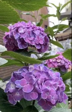 紫陽花 挿し穂 頂芽2本 ネコポス発送 - メルカリ