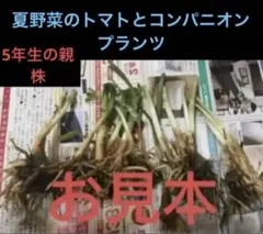 ニラ50株