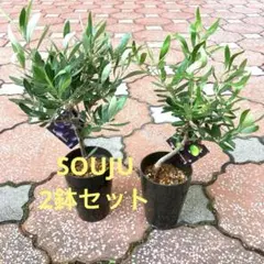 ②オリーブの木❗️創樹！SOUJU❗️シプレッチーノ‼️コンパクトサイズ