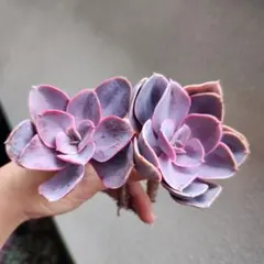 莓様 リクエスト 3点 まとめ商品