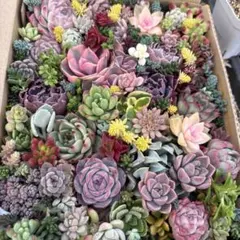 ① 多肉植物カット苗詰め合わせ　寄せ植えセット