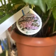 アジサイ ダンスパーティー 苗木 鉢植え KAMOセレクション10鉢青花8/21 アジサイ ダンスパーティー 苗木 鉢植え KAMOセレクション10鉢青花8/21