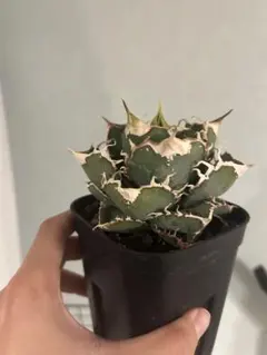 2026年最新】龍球会 アガベの人気アイテム - メルカリ