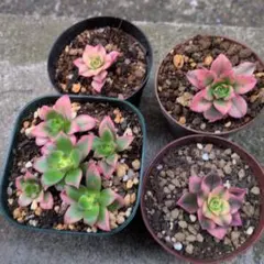 アエオニウム 多肉植物 4鉢セット