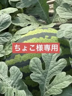 産地直送 熊本植木町スイカ【2玉入り】8kg - メルカリ