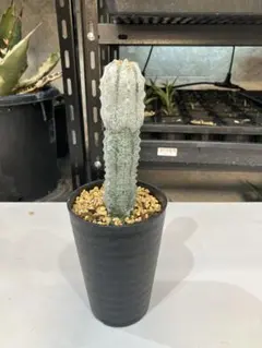 2025年最新】アブデルクリの人気アイテム - メルカリ