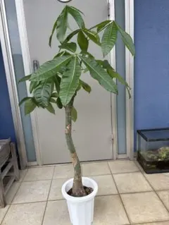 팩 파키라 넘버 8 140cm 실물 상품