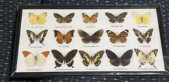 最終価格‼️外国産蝶標本【絶滅種】ヒイロツマベニ♂♂標本セット