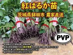 物価高応援価格】茨城県産☆紅はるか苗 2,000本 - メルカリ