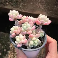 ☆レッドベリー錦2苗⑬☆抜き苗☆セダム☆多肉☆多肉植物☆寄せ植え