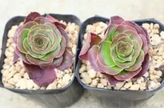 2025年最新】魅金ローズ アエオニウムの人気アイテム - メルカリ