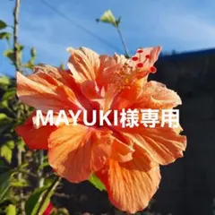 ハイビスカス2点セット‼️MAYUKI様専用