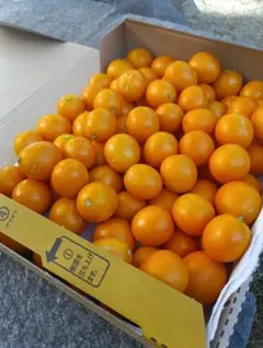 まるちゃん様専用 金柑 キンカン　宅急便コンパクト 約１ｋｇ 22