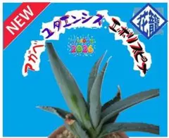 2026年最新】エボリスピナ 現地の人気アイテム - メルカリ