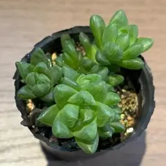 トモちゃん♡ 様専用 ウンビラティコラとコンパクツム