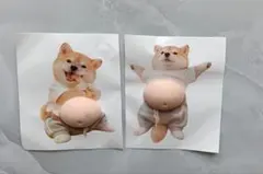 柴犬 お腹 ぽっこり シリコン ぷにぷに ステッカー シール 2枚