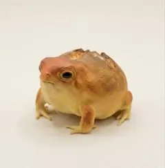 No.002　パンフクラガエルのサムネイル