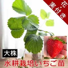 花/実付き水耕イチゴ苗 水耕栽培/土耕栽培可能 根張り良好 室内栽培 大苗