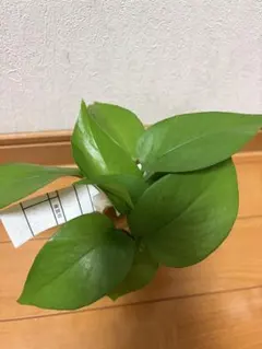 포토스 그린 스크래치