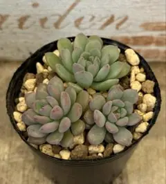 2026年最新】ぼのぼのさん苗 リンダリンダの人気アイテム - メルカリ