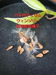 2026年6月自家採種 パキポディウム ウィンゾリー 種子 5粒 A - メルカリ