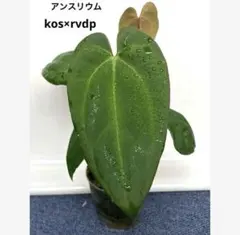 2026年最新】anthurium kosの人気アイテム - メルカリ