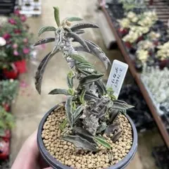 2025年最新】ユーフォルビアの人気アイテム - メルカリ