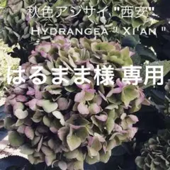 はるまま様 リクエスト 2点 まとめ商品