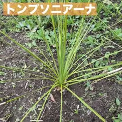 ユッカ　トンプソニアーナ　1株　苗9のサムネイル