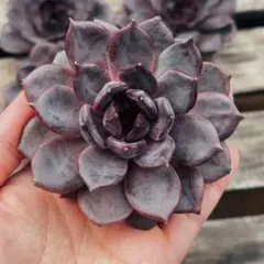 マンマ様 リクエスト 4点 まとめ商品