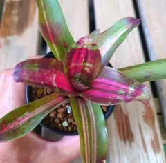 こつぶ様 リクエスト 2点 まとめ商品