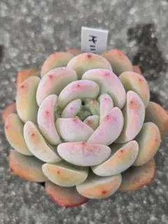 2026年最新】モンロー 多肉の人気アイテム - メルカリ