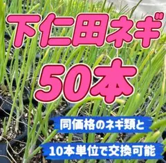 下仁田ネギ 小苗 第四種郵便(月火発送)