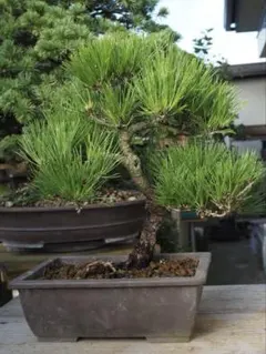令8年7月12日芽切終了 黒松盆栽 35年 松 鉢 文人 送料無料 BONSAI