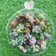 ☆多肉植物　セダムカット苗詰め合わせ⑥