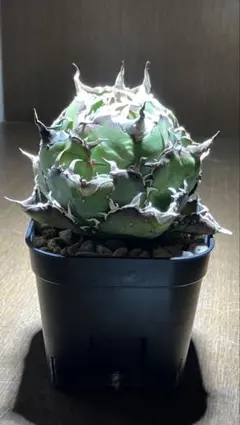 Agave titanota Griffin 中株 グリフィン イラン株 - メルカリ