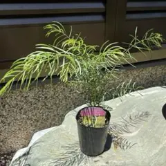 アカシア　テレサ