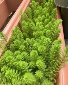 aoi様 リクエスト 2点 まとめ商品